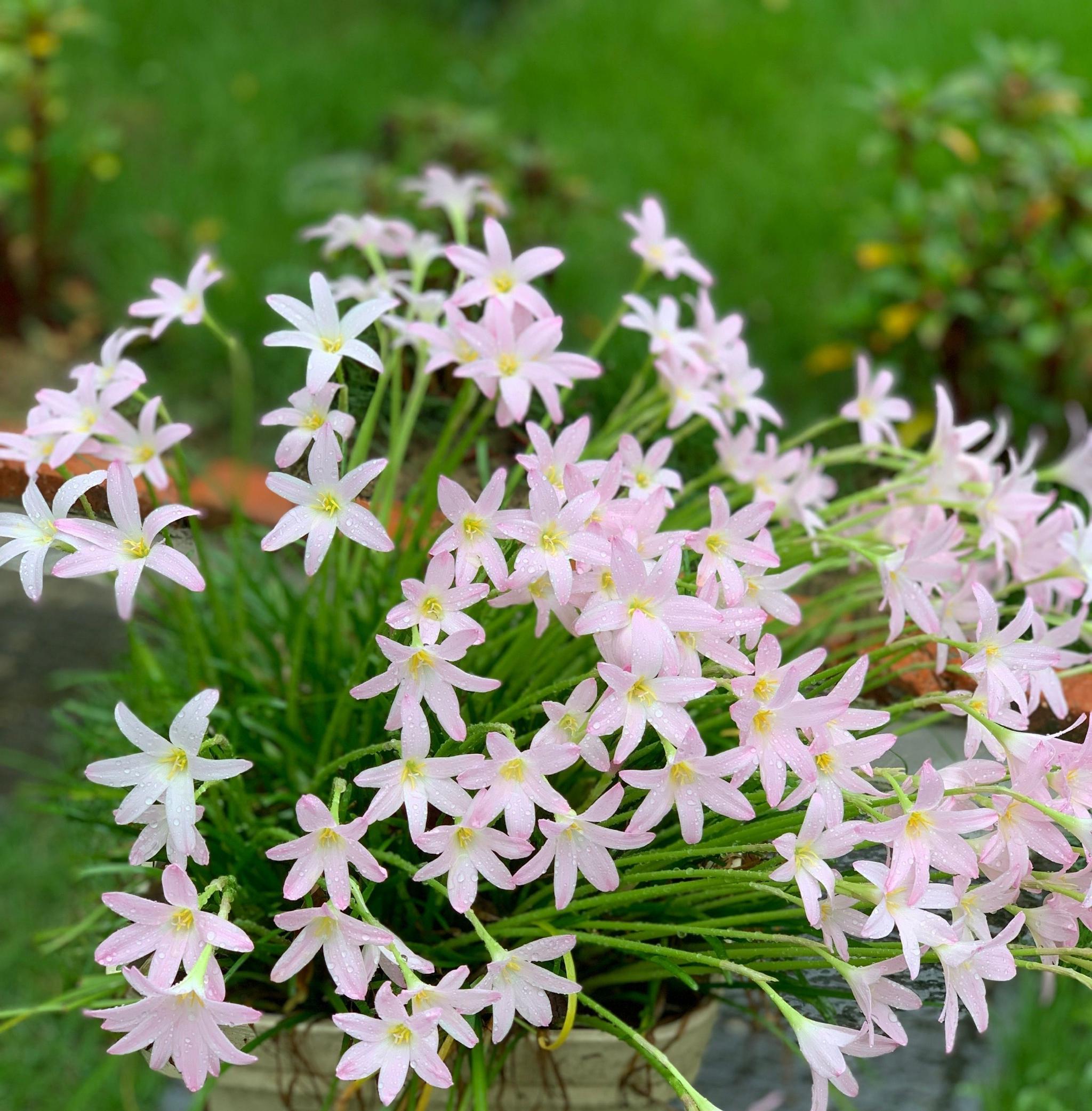 适合夏天养的花风雨兰初恋颜值高易栽培开花也勤奋