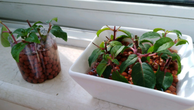 这花开得怎么像大蒜一样,我被骗了?网友:不是“赝品”休闲区蓝鸢梦想 - Www.slyday.coM 这花开得怎么像大蒜一样,我被骗了?网友:不是“赝品”休闲区蓝鸢梦想 - Www.slyday.coM