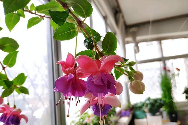 这花开得怎么像大蒜一样,我被骗了?网友:不是“赝品”休闲区蓝鸢梦想 - Www.slyday.coM 这花开得怎么像大蒜一样,我被骗了?网友:不是“赝品”休闲区蓝鸢梦想 - Www.slyday.coM