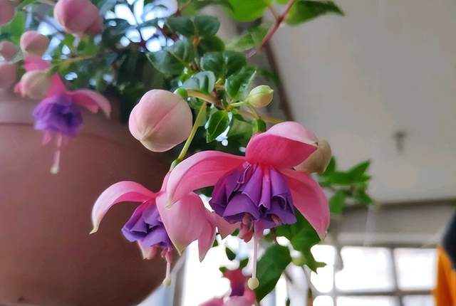 这花开得怎么像大蒜一样,我被骗了?网友:不是“赝品”休闲区蓝鸢梦想 - Www.slyday.coM 这花开得怎么像大蒜一样,我被骗了?网友:不是“赝品”休闲区蓝鸢梦想 - Www.slyday.coM