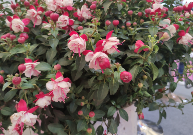 这花开得怎么像大蒜一样,我被骗了?网友:不是“赝品”休闲区蓝鸢梦想 - Www.slyday.coM 这花开得怎么像大蒜一样,我被骗了?网友:不是“赝品”休闲区蓝鸢梦想 - Www.slyday.coM