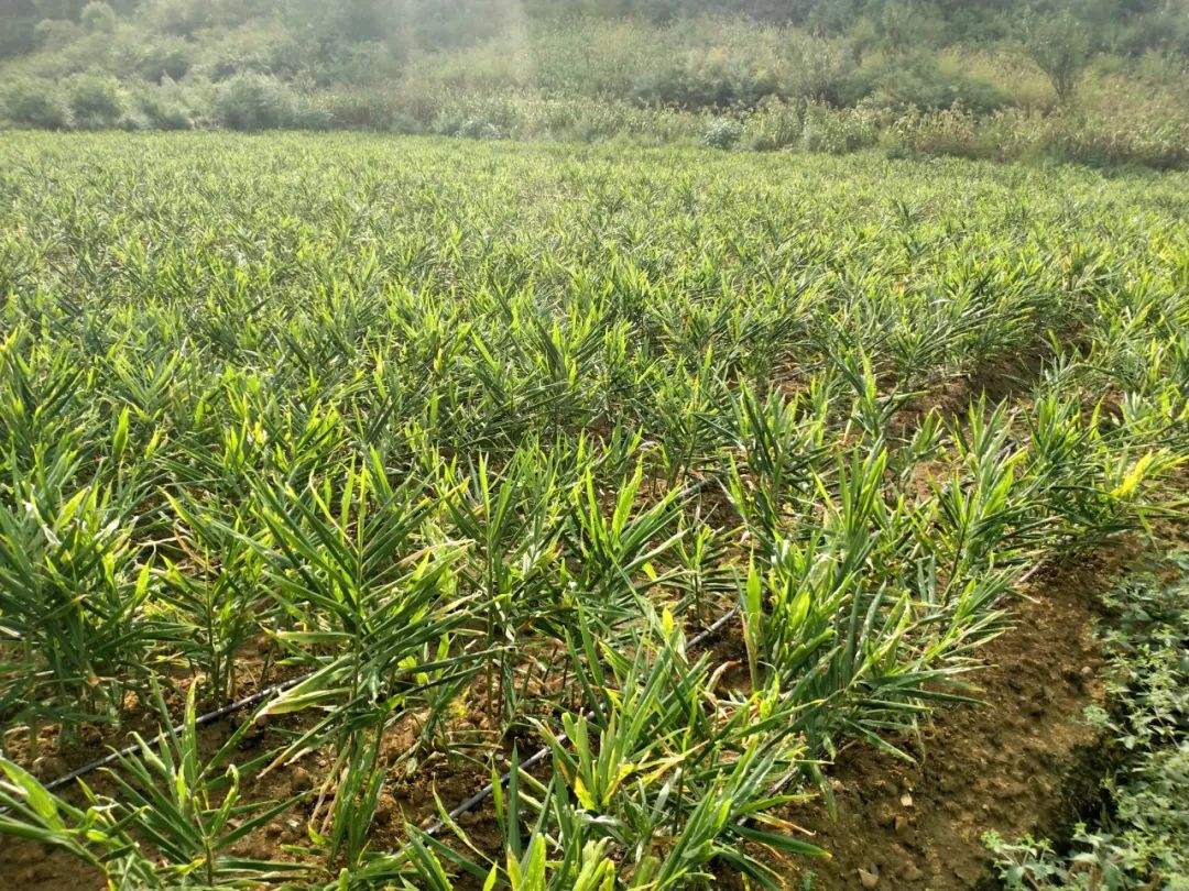 种植生姜高产有技巧给它撒上一物一颗结上四五斤产量高