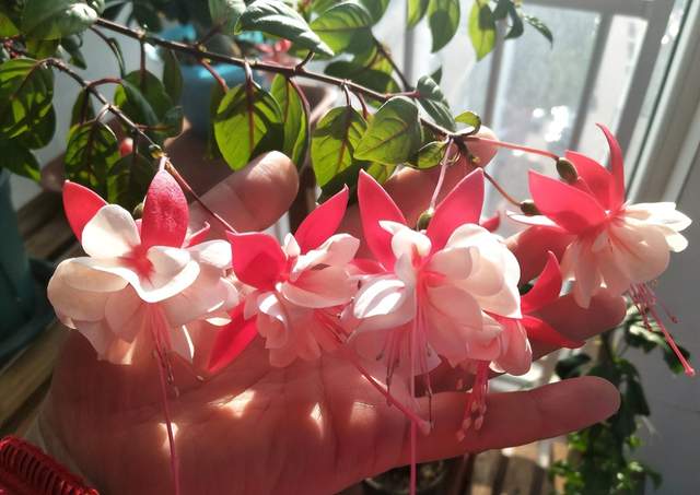 这花开得怎么像大蒜一样,我被骗了?网友:不是“赝品”休闲区蓝鸢梦想 - Www.slyday.coM 这花开得怎么像大蒜一样,我被骗了?网友:不是“赝品”休闲区蓝鸢梦想 - Www.slyday.coM