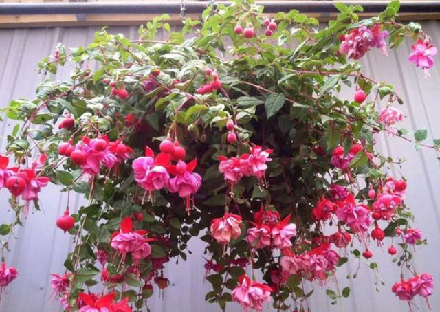 这花开得怎么像大蒜一样,我被骗了?网友:不是“赝品”休闲区蓝鸢梦想 - Www.slyday.coM 这花开得怎么像大蒜一样,我被骗了?网友:不是“赝品”休闲区蓝鸢梦想 - Www.slyday.coM