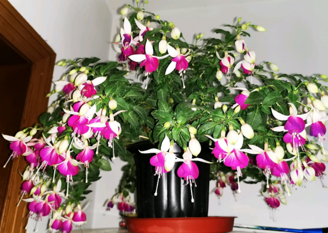 这花开得怎么像大蒜一样,我被骗了?网友:不是“赝品”休闲区蓝鸢梦想 - Www.slyday.coM 这花开得怎么像大蒜一样,我被骗了?网友:不是“赝品”休闲区蓝鸢梦想 - Www.slyday.coM