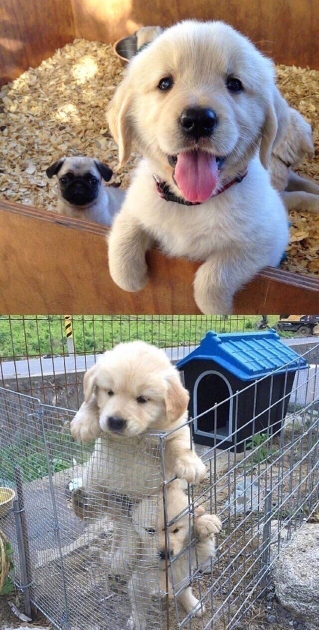 治愈系小金毛超级可爱