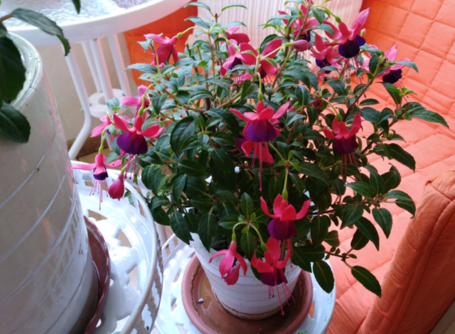 这花开得怎么像大蒜一样,我被骗了?网友:不是“赝品”休闲区蓝鸢梦想 - Www.slyday.coM 这花开得怎么像大蒜一样,我被骗了?网友:不是“赝品”休闲区蓝鸢梦想 - Www.slyday.coM