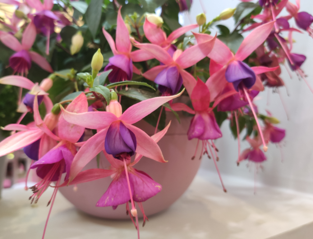 这花开得怎么像大蒜一样,我被骗了?网友:不是“赝品”休闲区蓝鸢梦想 - Www.slyday.coM 这花开得怎么像大蒜一样,我被骗了?网友:不是“赝品”休闲区蓝鸢梦想 - Www.slyday.coM