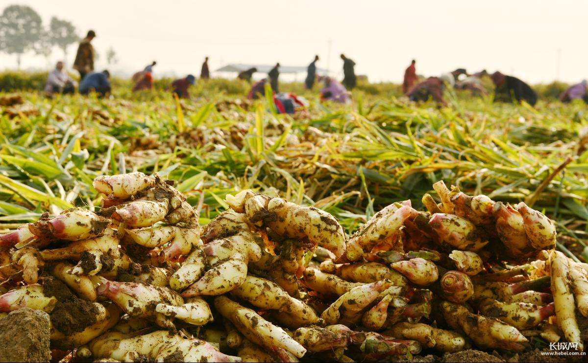 种植生姜高产有技巧给它撒上一物一颗结上四五斤产量高