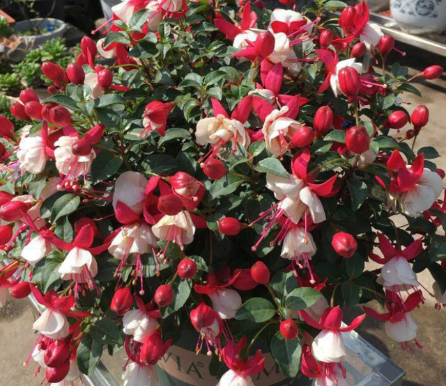 这花开得怎么像大蒜一样,我被骗了?网友:不是“赝品”休闲区蓝鸢梦想 - Www.slyday.coM 这花开得怎么像大蒜一样,我被骗了?网友:不是“赝品”休闲区蓝鸢梦想 - Www.slyday.coM