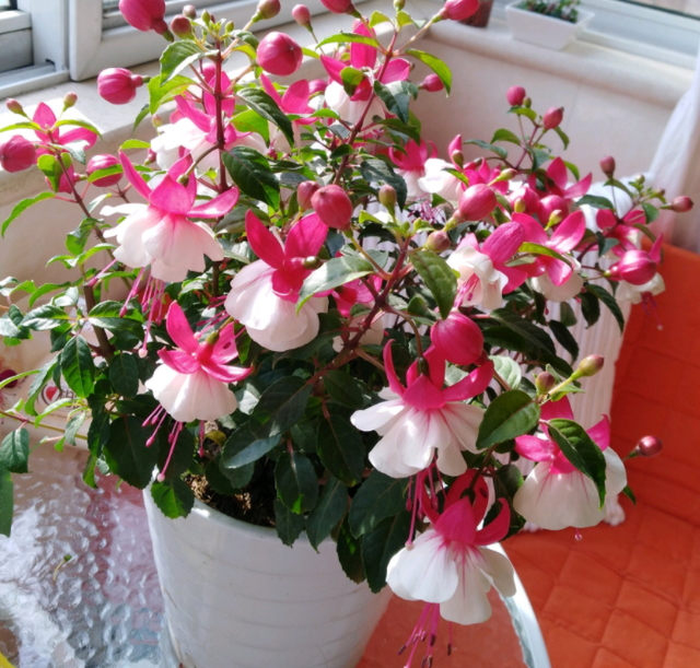 这花开得怎么像大蒜一样,我被骗了?网友:不是“赝品”休闲区蓝鸢梦想 - Www.slyday.coM 这花开得怎么像大蒜一样,我被骗了?网友:不是“赝品”休闲区蓝鸢梦想 - Www.slyday.coM