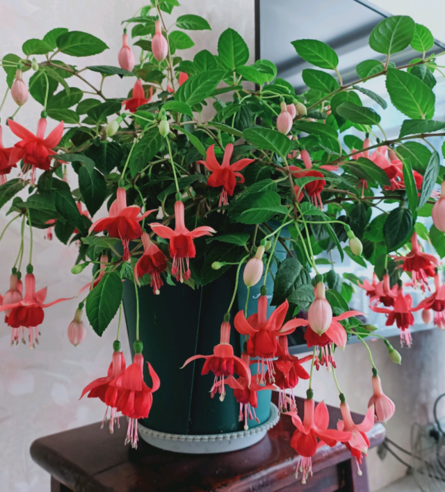 这花开得怎么像大蒜一样,我被骗了?网友:不是“赝品”休闲区蓝鸢梦想 - Www.slyday.coM 这花开得怎么像大蒜一样,我被骗了?网友:不是“赝品”休闲区蓝鸢梦想 - Www.slyday.coM