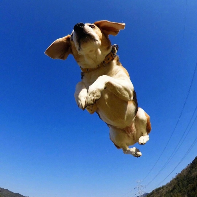 飞奔在空中的狗狗,你这是要上天吗