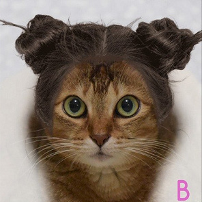 哪款发型更适合猫咪!