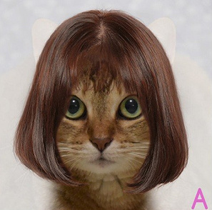 哪款发型更适合猫咪