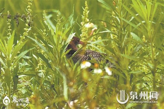 首现国家二级保护动物棉凫 泉州记录鸟类增加到331种休闲区蓝鸢梦想 - Www.slyday.coM