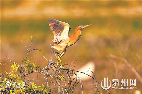 首现国家二级保护动物棉凫 泉州记录鸟类增加到331种休闲区蓝鸢梦想 - Www.slyday.coM