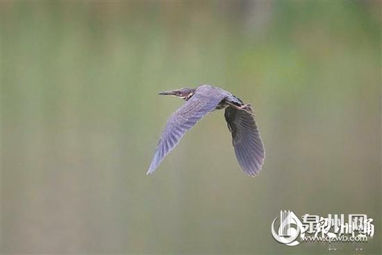 首现国家二级保护动物棉凫 泉州记录鸟类增加到331种休闲区蓝鸢梦想 - Www.slyday.coM