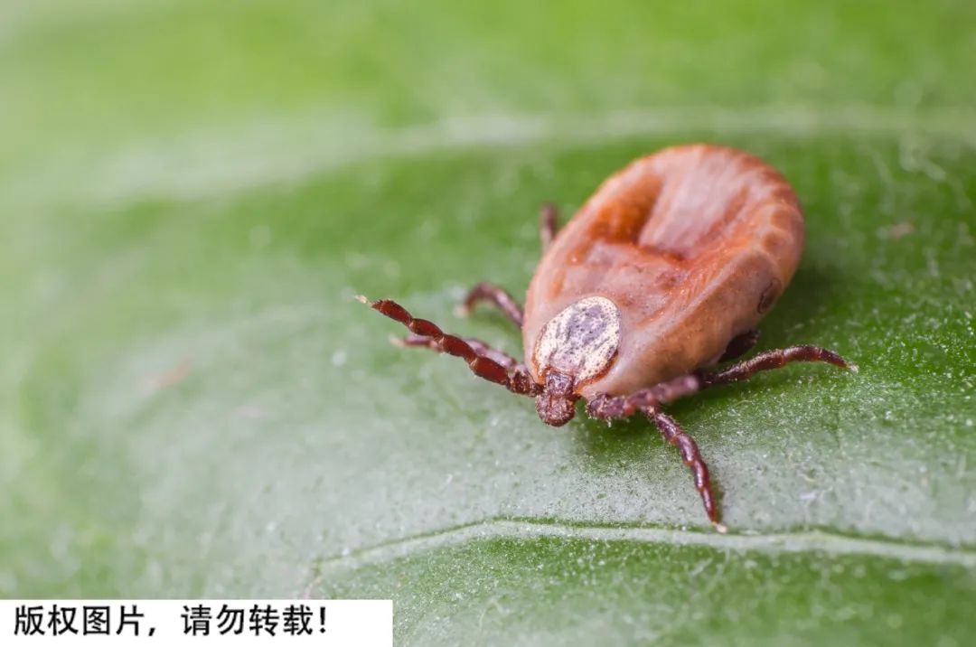 图库版权图片,不授权转载