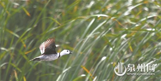 首现国家二级保护动物棉凫 泉州记录鸟类增加到331种休闲区蓝鸢梦想 - Www.slyday.coM