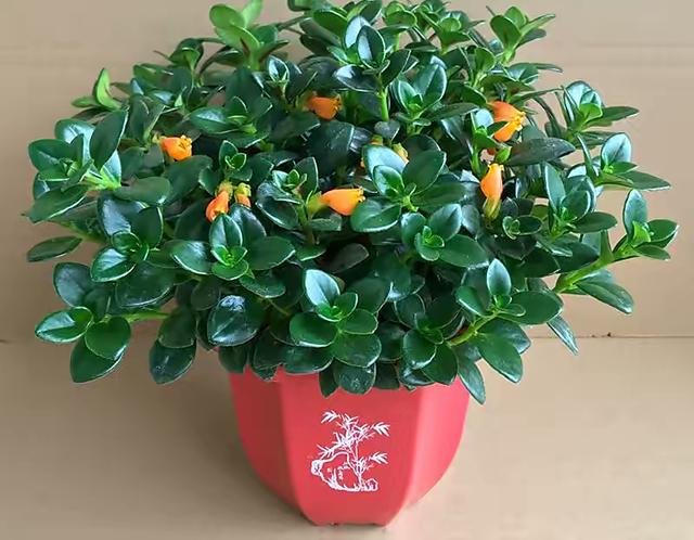 养金鱼吊兰只要做到3步四季开花花朵美丽叶子油绿繁茂