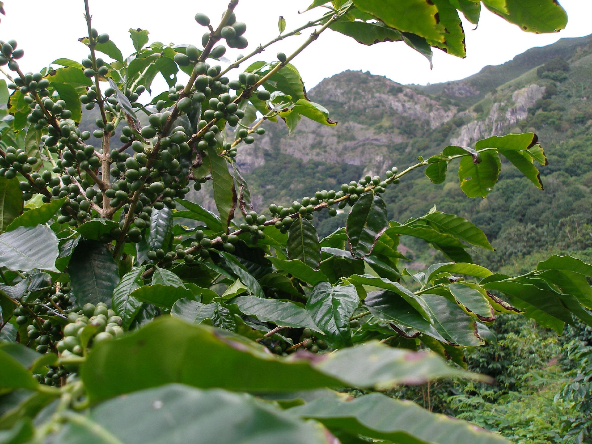 拿破仑被流放在圣赫勒拿岛的咖啡控