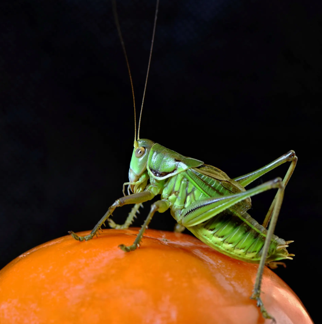 杏坛杯蝈蝈小学