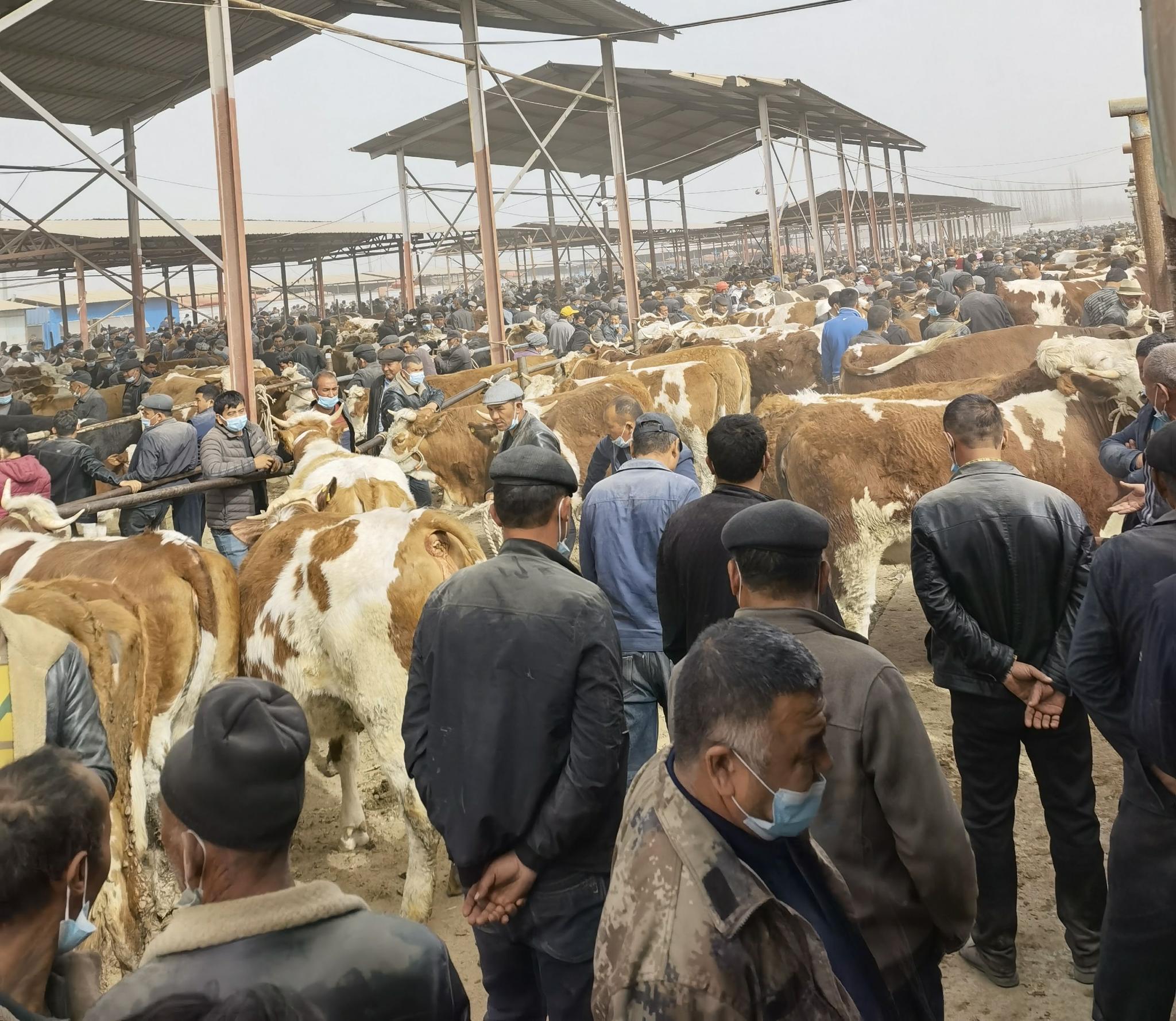 疆小白逛新疆惊人这个新疆乡村的牛羊巴扎一天交易额高达8000多万元