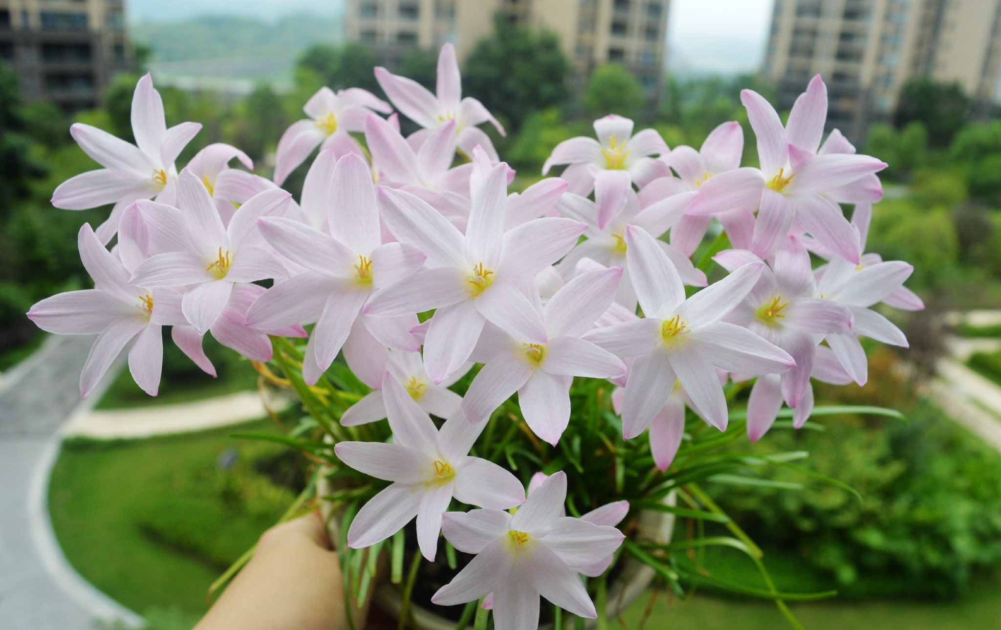 适合夏天养的花风雨兰初恋颜值高易栽培开花也勤奋