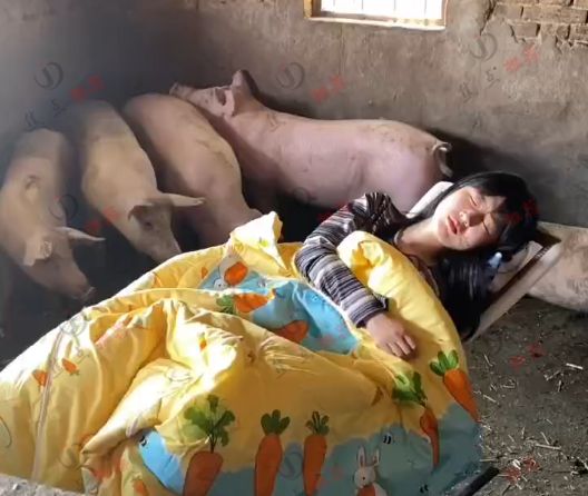 年轻美女住在猪圈里,自称和猪培养感情:他们都是我的"家人"|猪圈|家人