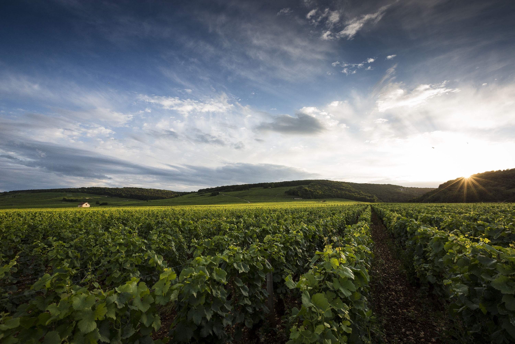 法国勃艮第菲尚和弗勒莉产区的葡萄酒简介|葡萄园|菲尚|薄酒_新浪新闻