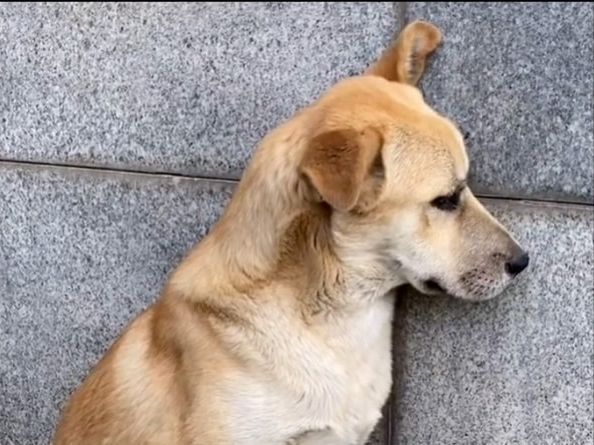 流浪狗偷拿外卖，被当场抓获，狗狗被教育的样子太可爱了休闲区蓝鸢梦想 - Www.slyday.coM