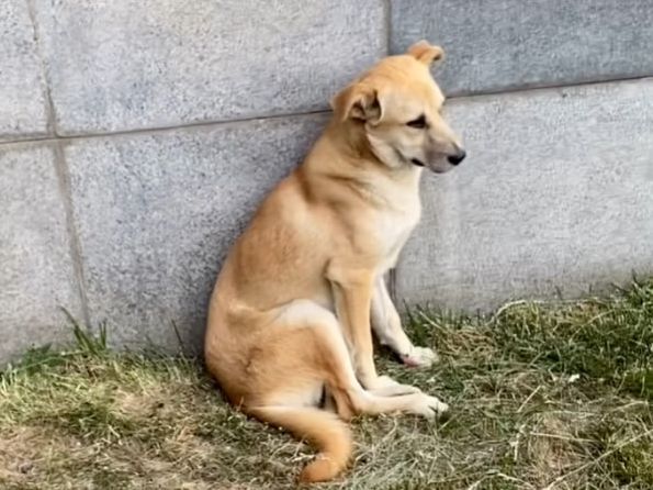 流浪狗偷拿外卖，被当场抓获，狗狗被教育的样子太可爱了休闲区蓝鸢梦想 - Www.slyday.coM