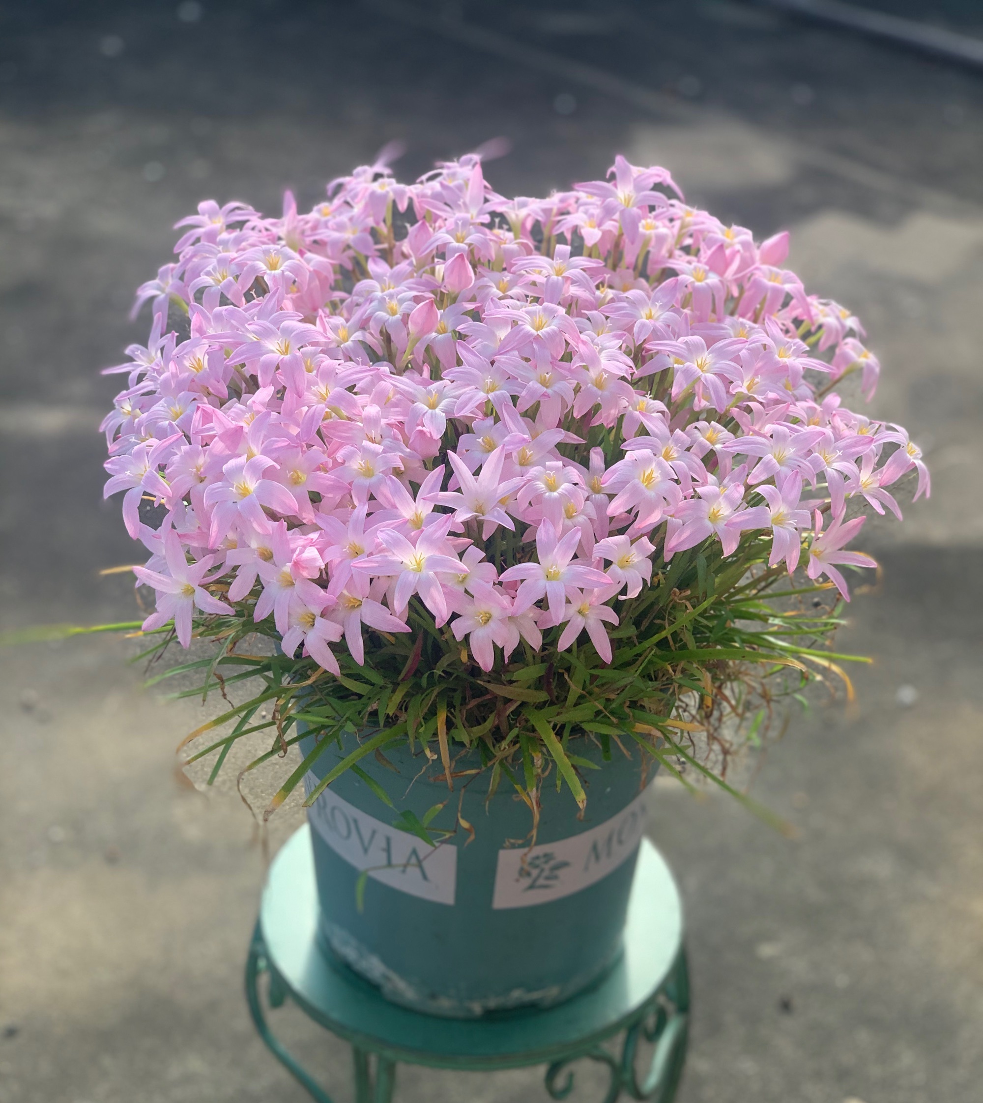 适合夏天养的花风雨兰初恋颜值高易栽培开花也勤奋