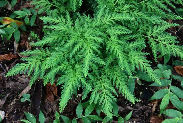 会复活的九死还魂草原来是它再见到一定要留意