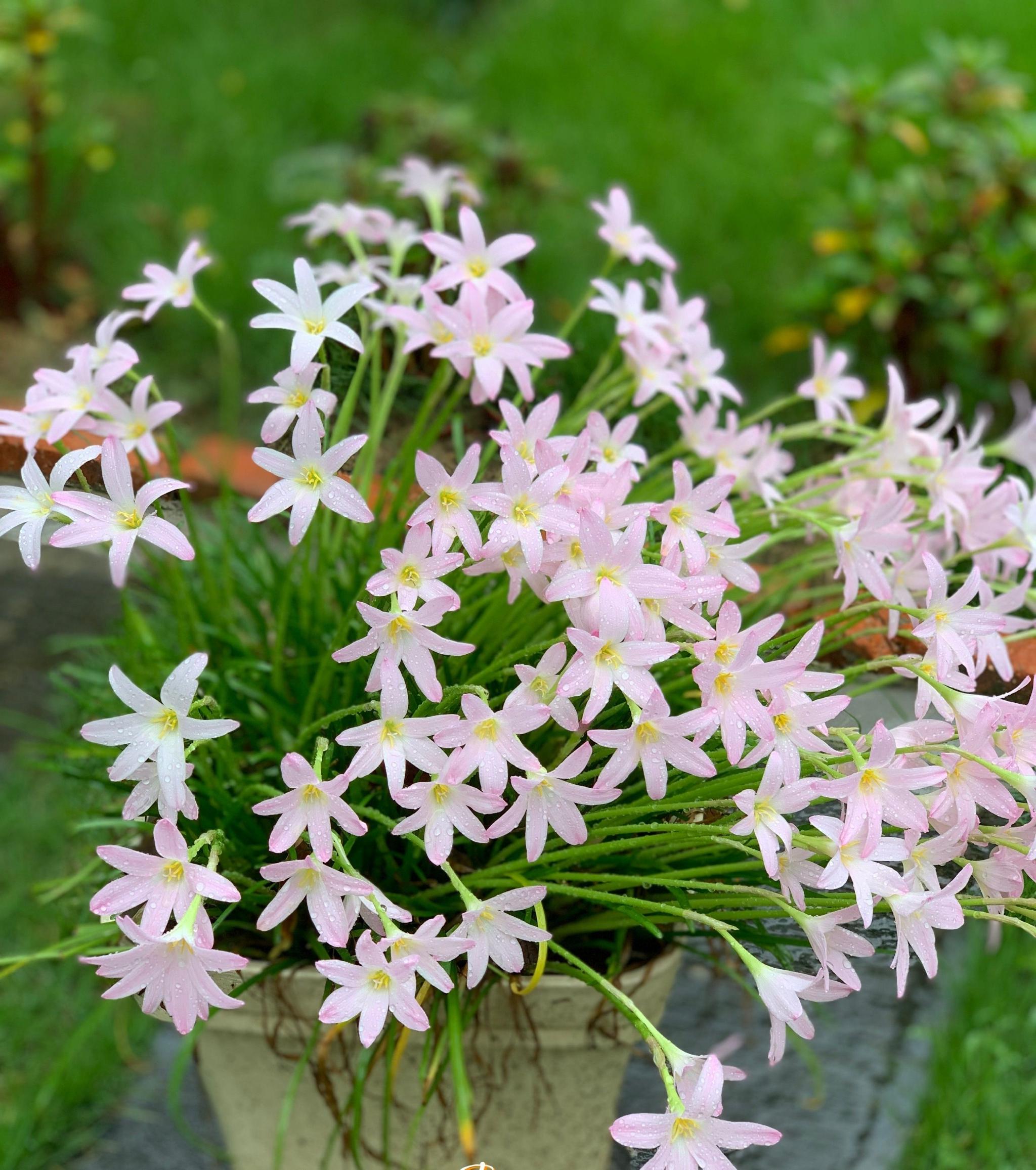 适合夏天养的花风雨兰初恋颜值高易栽培开花也勤奋