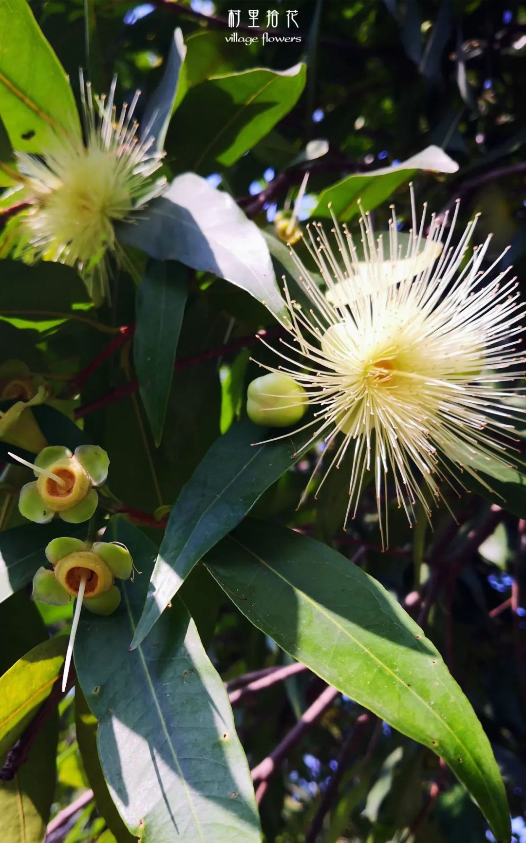 "蒲桃"虽然能吃的没多少,但也算是一种岭南佳品!__财经头条