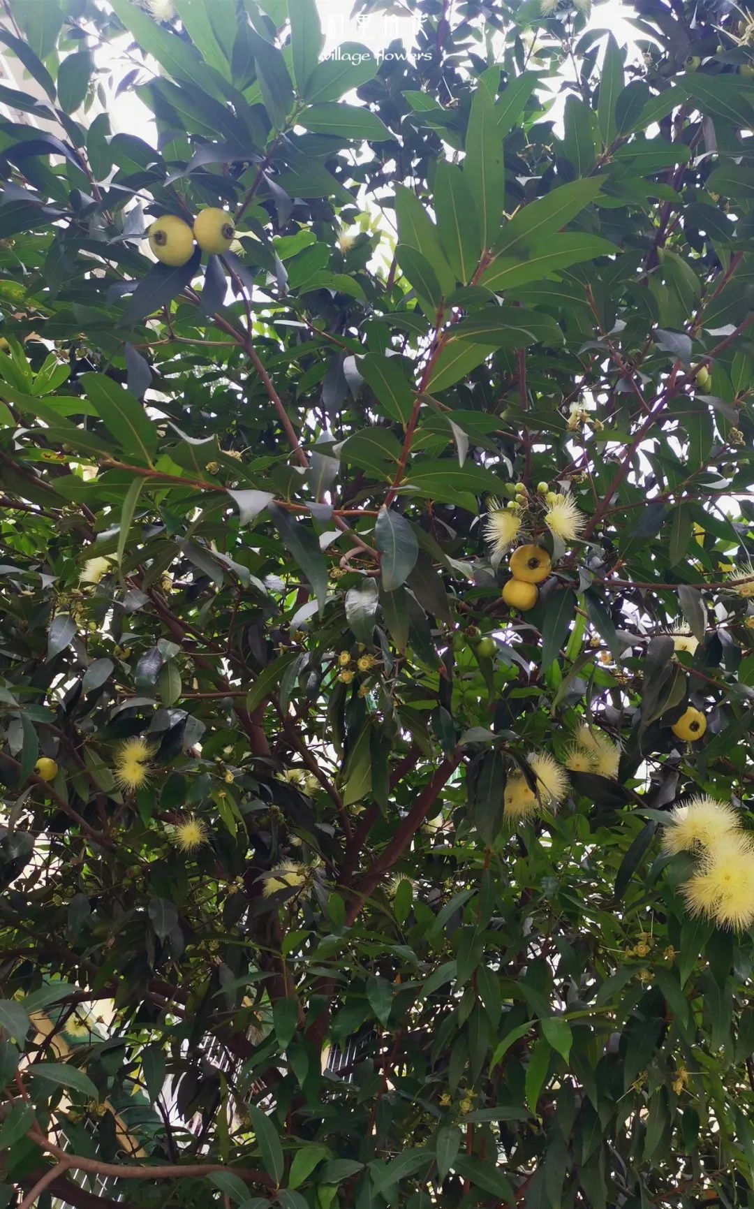 "蒲桃"虽然能吃的没多少,但也算是一种岭南佳品!__财经头条