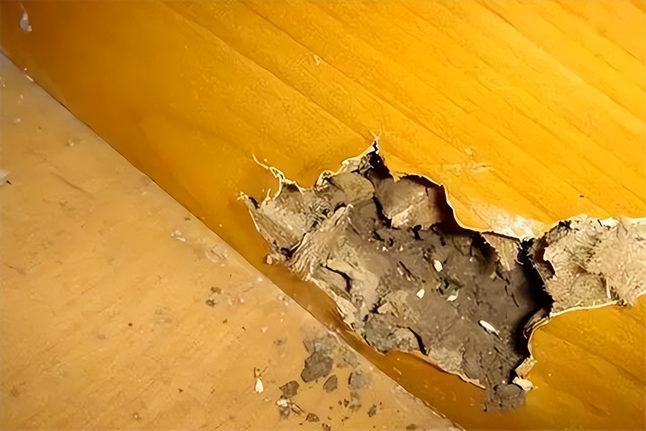 上海白蚁登上热搜20楼都未能幸免白蚁爆发到底是怎么回事儿