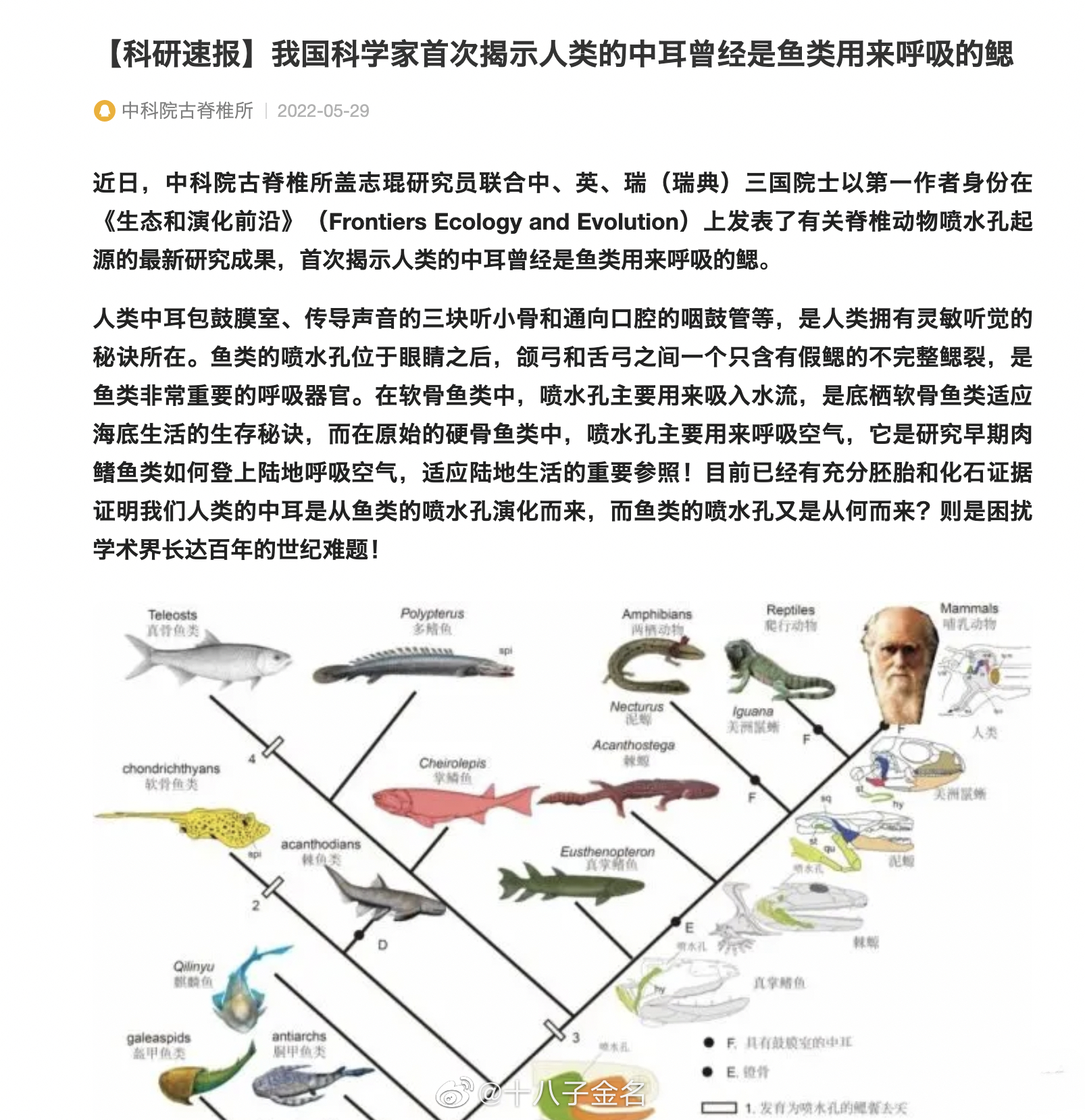 人类中耳是从鱼鳃进化而来的吗?休闲区蓝鸢梦想 - Www.slyday.coM 人类中耳是从鱼鳃进化而来的吗?休闲区蓝鸢梦想 - Www.slyday.coM