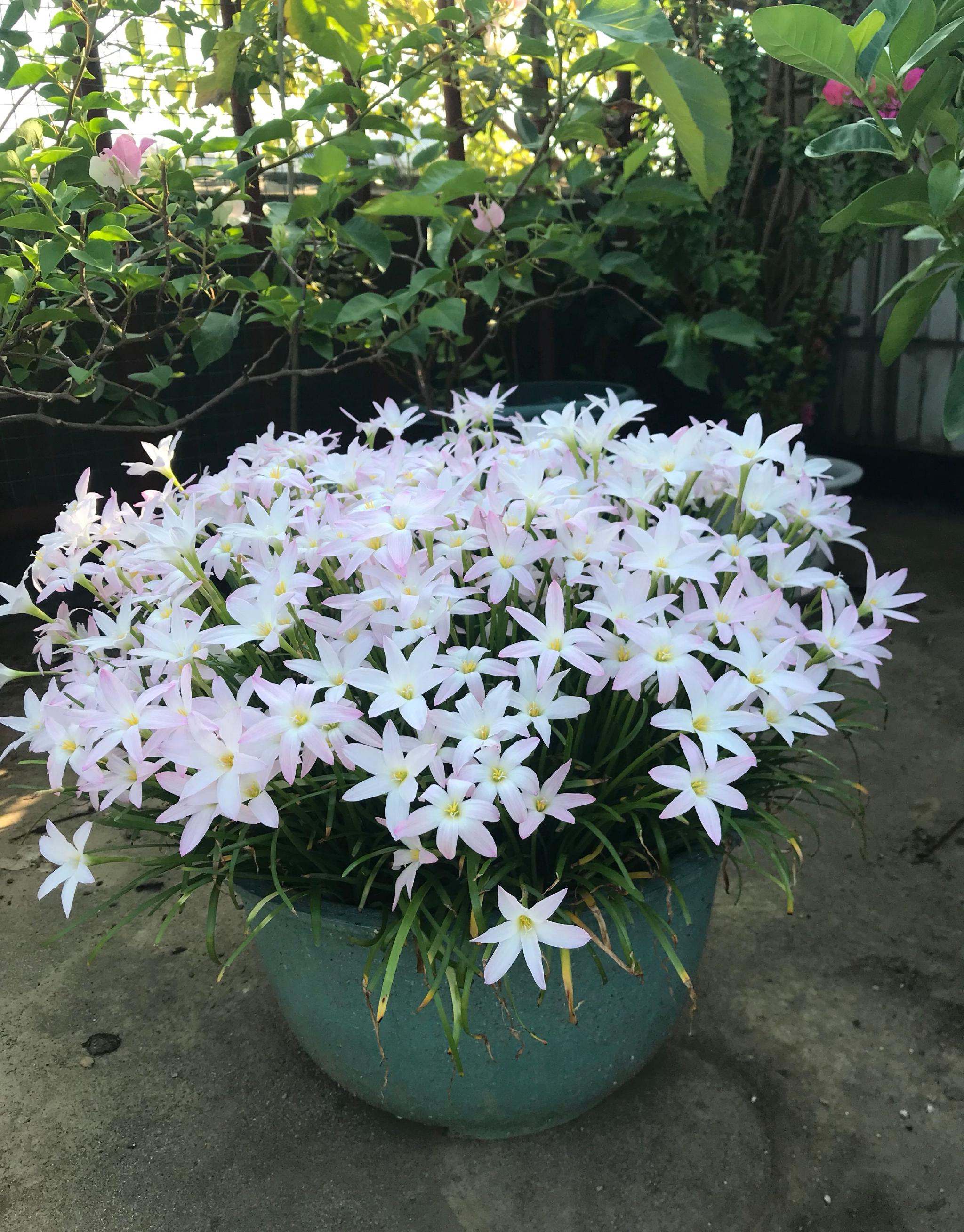 适合夏天养的花风雨兰初恋颜值高易栽培开花也勤奋