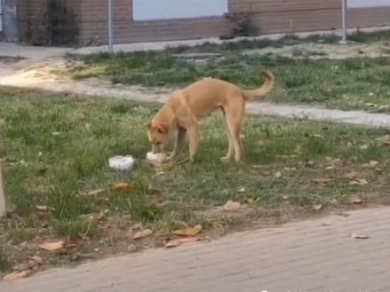 流浪狗偷拿外卖，被当场抓获，狗狗被教育的样子太可爱了休闲区蓝鸢梦想 - Www.slyday.coM