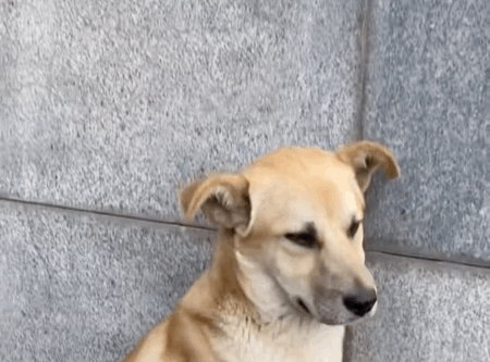 流浪狗偷拿外卖，被当场抓获，狗狗被教育的样子太可爱了休闲区蓝鸢梦想 - Www.slyday.coM