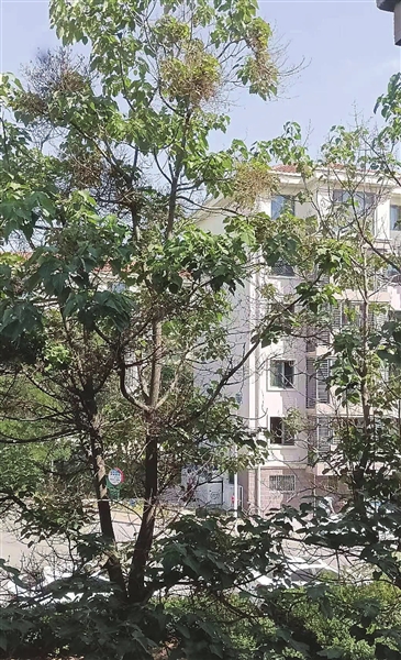 碧溪春园部分泡桐得了丛枝病(图)_新浪财经_新浪网
