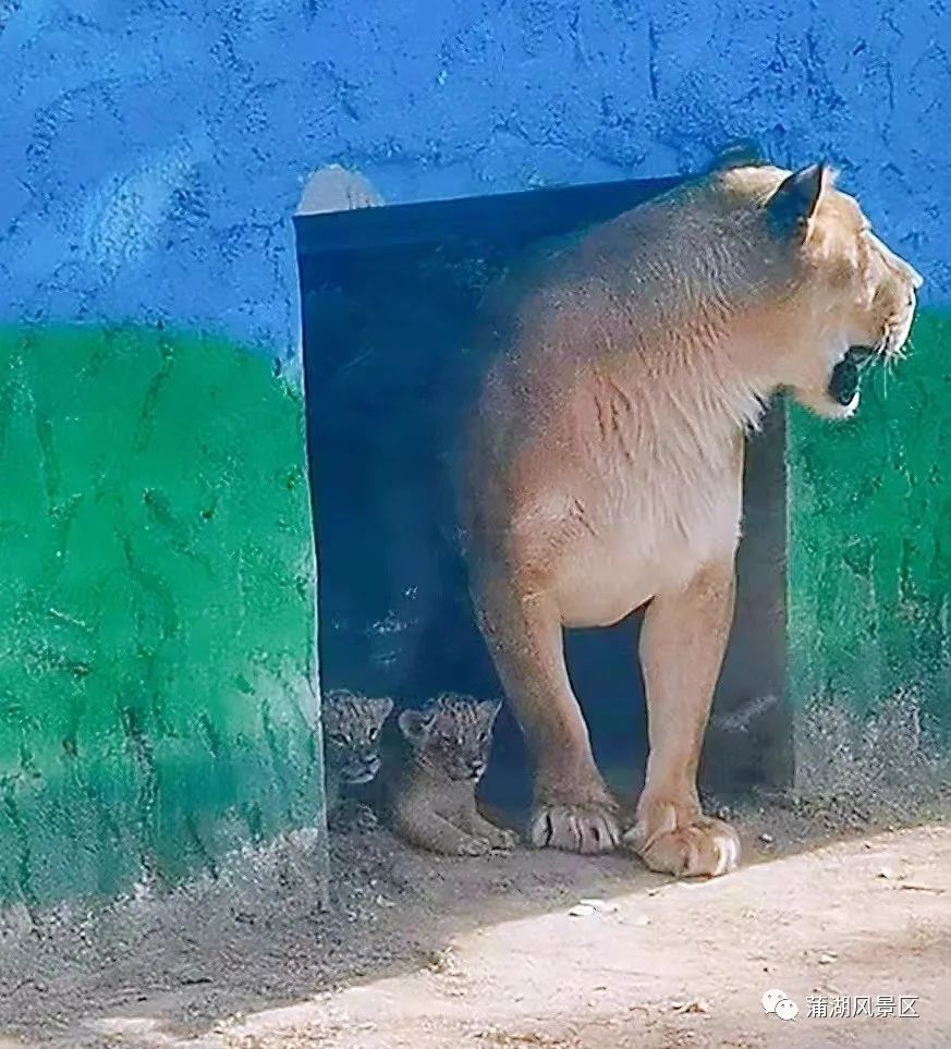 端午节正式亮相滨州动物园美洲狮喜添三萌宝