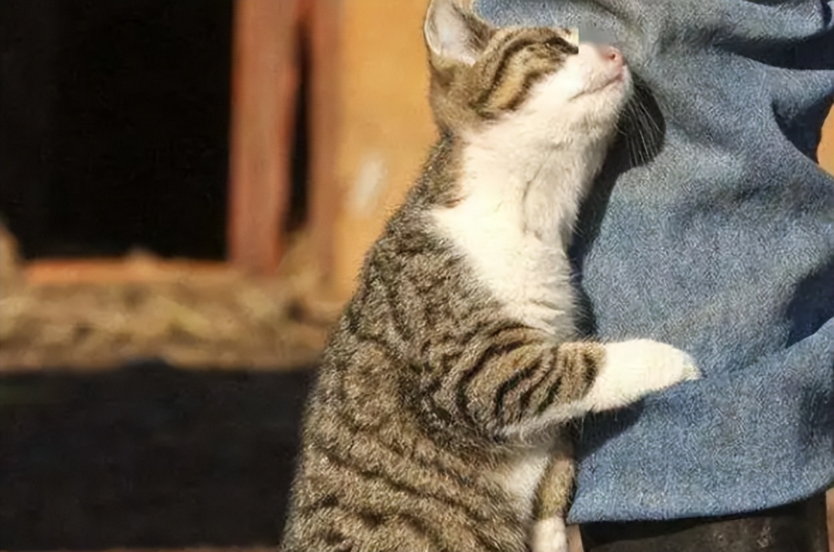 猫咪总是用头"拱人",在它眼中是如此的|猫咪|主人|猫粮_新浪新闻