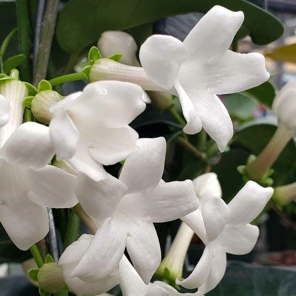 花朵清香又能爬藤生长的马达加斯加茉莉环境温暖就能一直开
