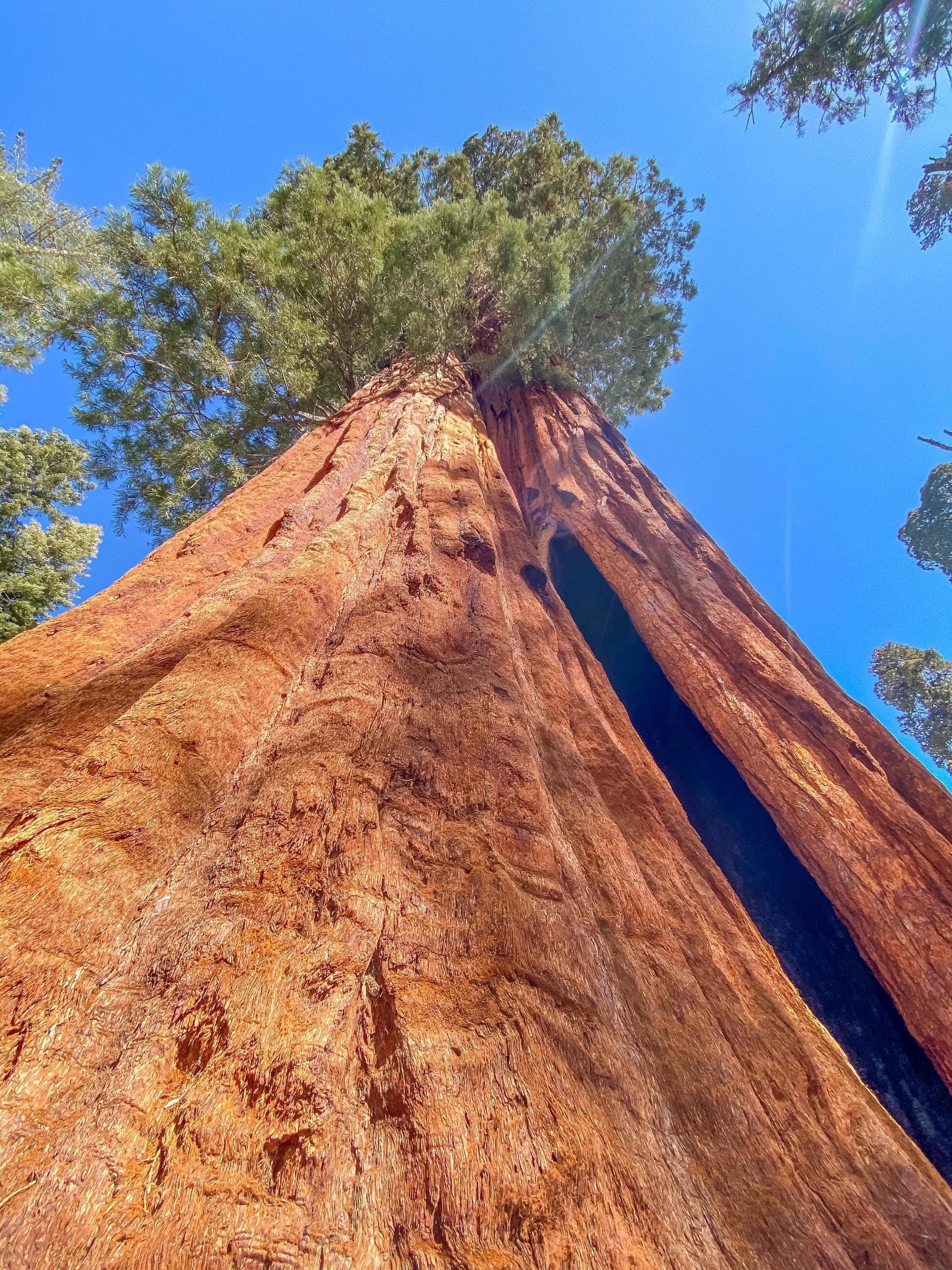 大的树木,景色令人惊叹不已|红杉国家公园|红杉树|国家公园_新浪新闻