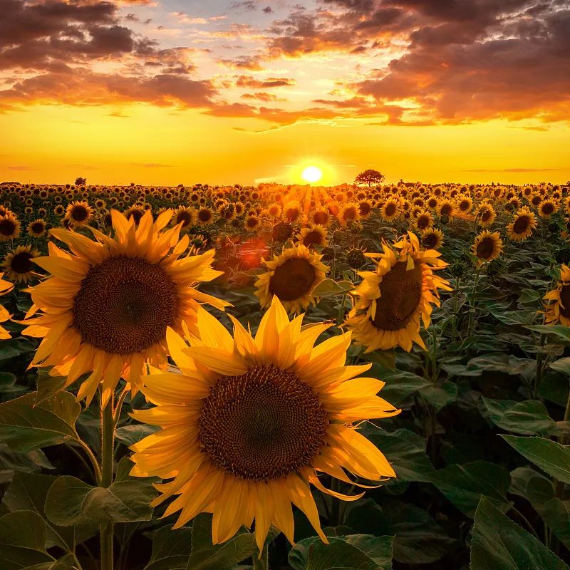 北京的云飘到你朋友圈了吗？休闲区蓝鸢梦想 - Www.slyday.coM