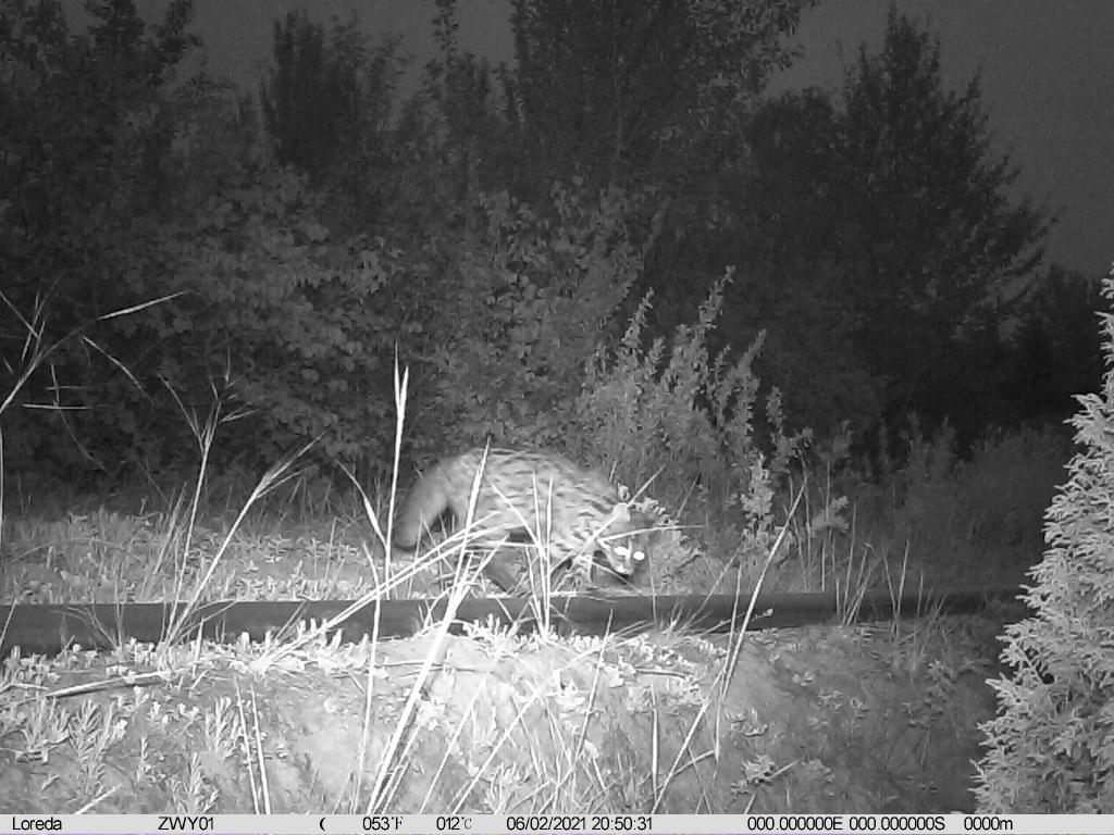 这是2021年6月2日在西宁市西山由红外相机拍摄到的豹猫.